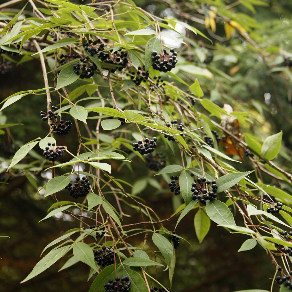 Eleutherococcus setchuenensis  - Sichuan eleutherococcus