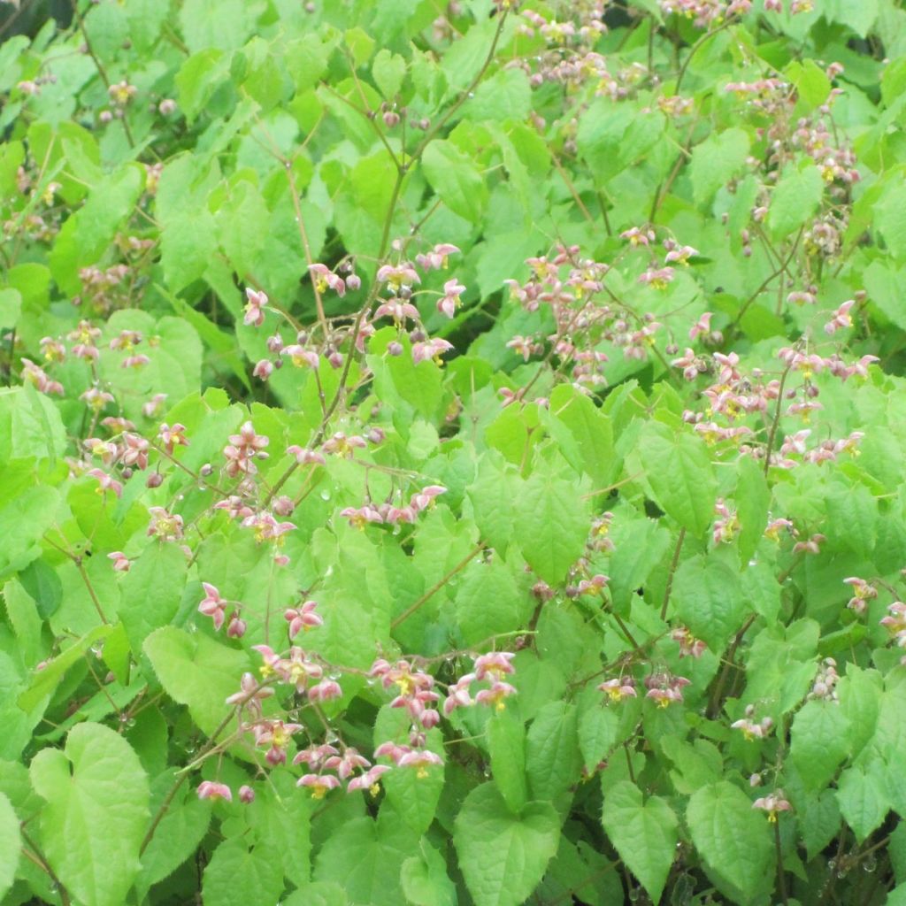 Epimedium alpinum - Barrenwort