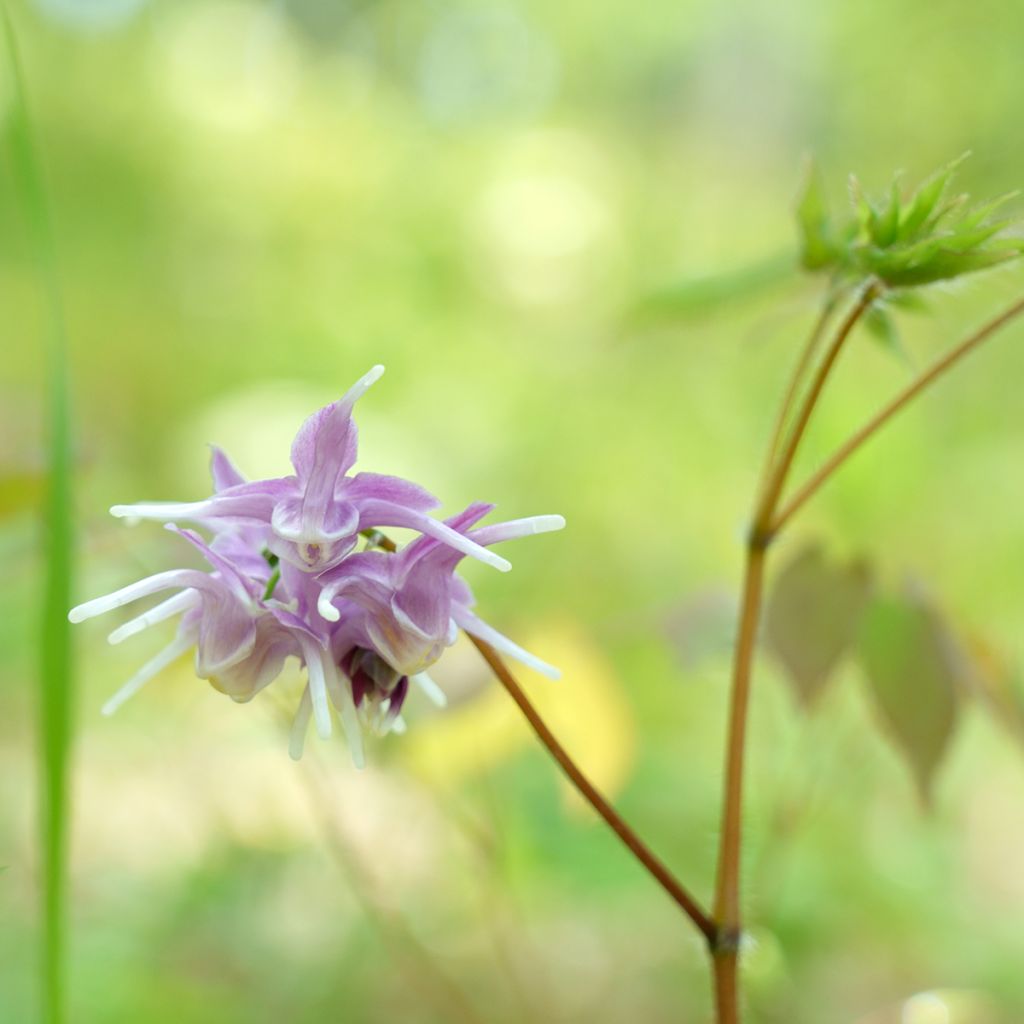 Epimedium grandiflorum - Fairy Wings