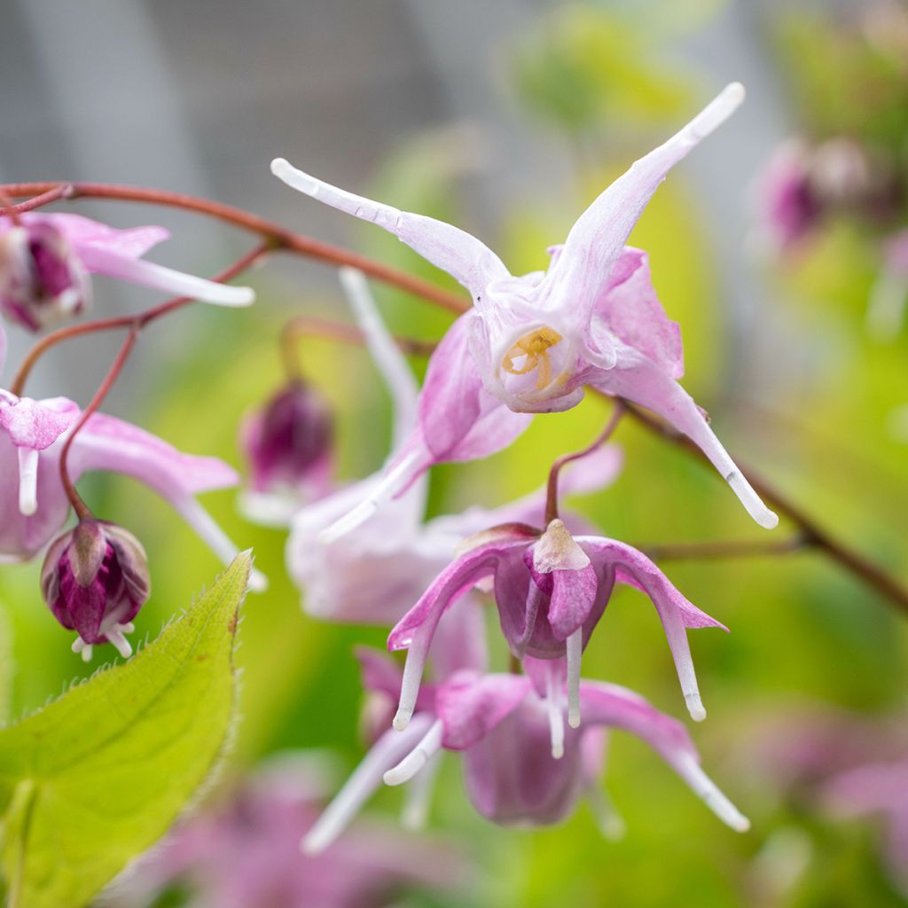 Epimedium grandiflorum Pretty in Pink - Fairy Wings