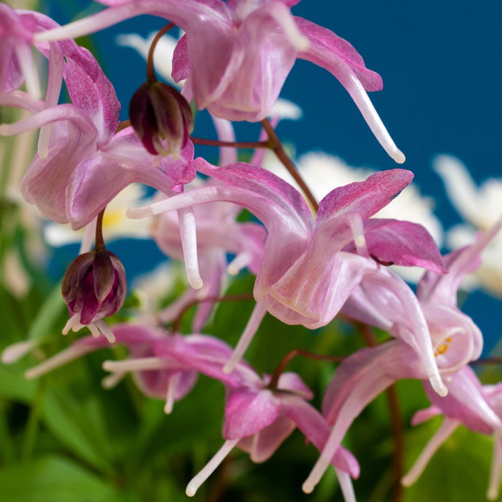 Epimedium grandiflorum Pretty in Pink - Fairy Wings
