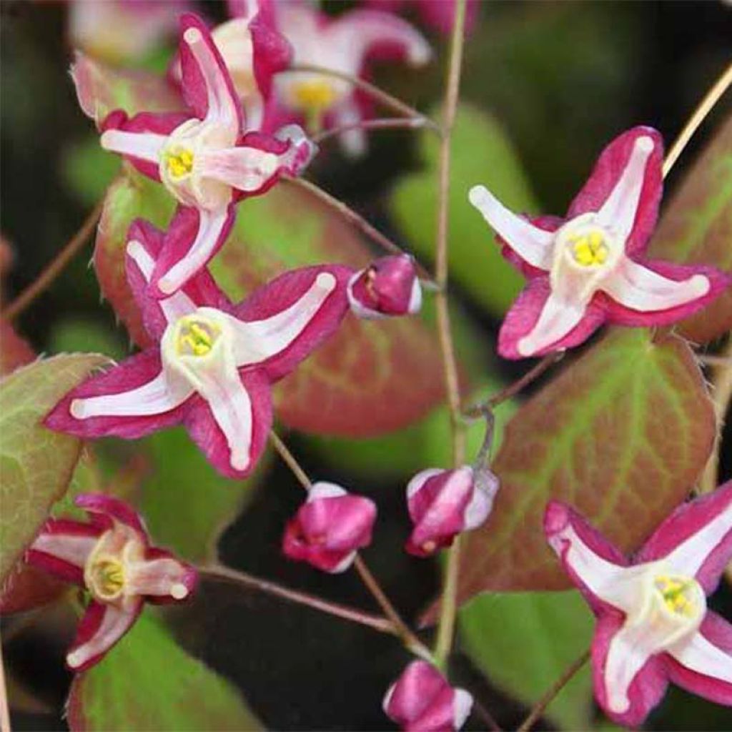 Epimedium rubrum Galadriel - Barrenwort