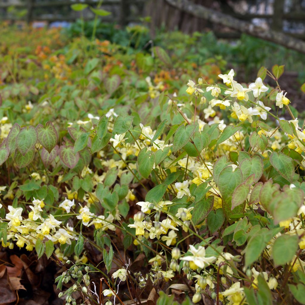 Epimedium x versicolor Sulphureum - Barrenwort