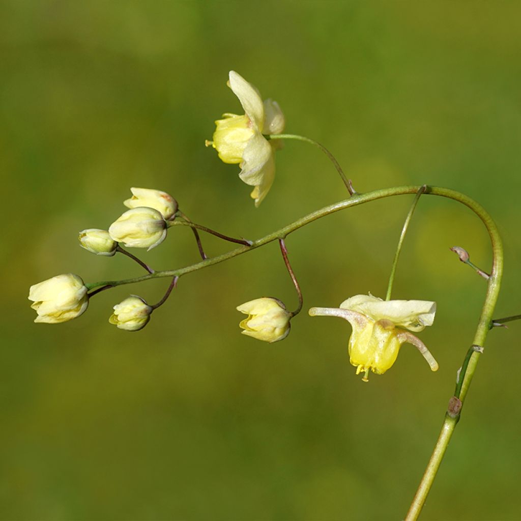 Epimedium x versicolor Sulphureum - Barrenwort