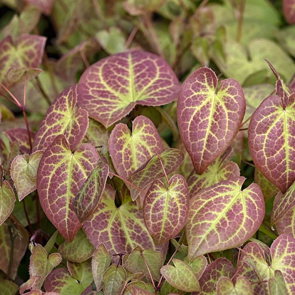 Epimedium x versicolor Sulphureum - Barrenwort