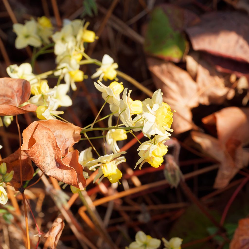 Epimedium x versicolor Sulphureum - Barrenwort