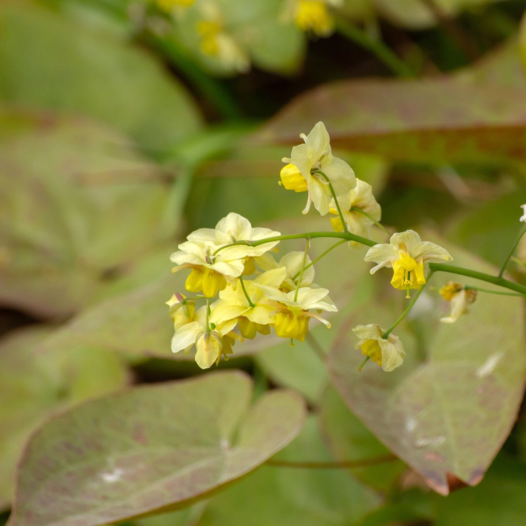 Epimedium x versicolor Sulphureum - Barrenwort