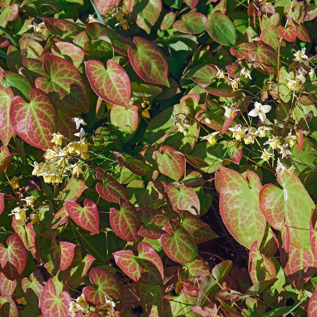 Epimedium x versicolor Sulphureum - Barrenwort