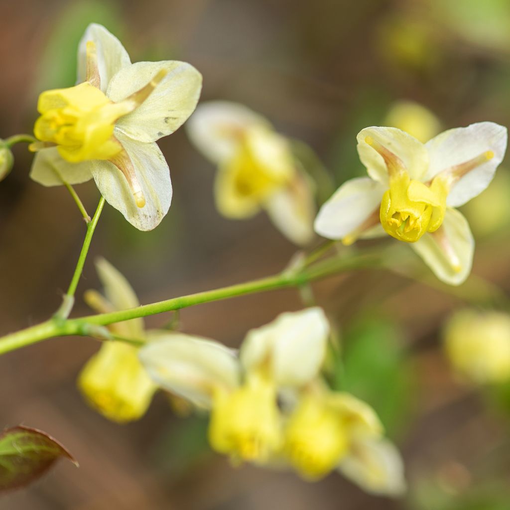 Epimedium x versicolor Sulphureum - Barrenwort