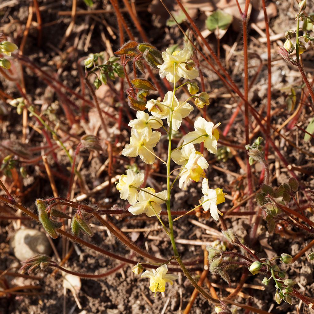 Epimedium x versicolor Sulphureum - Barrenwort