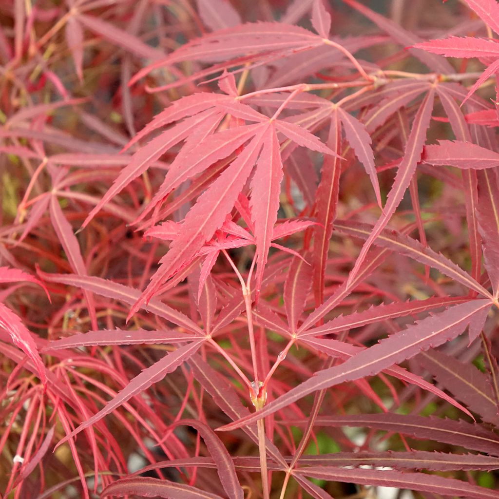 Acer palmatum Red Pygmy - Japanese Maple