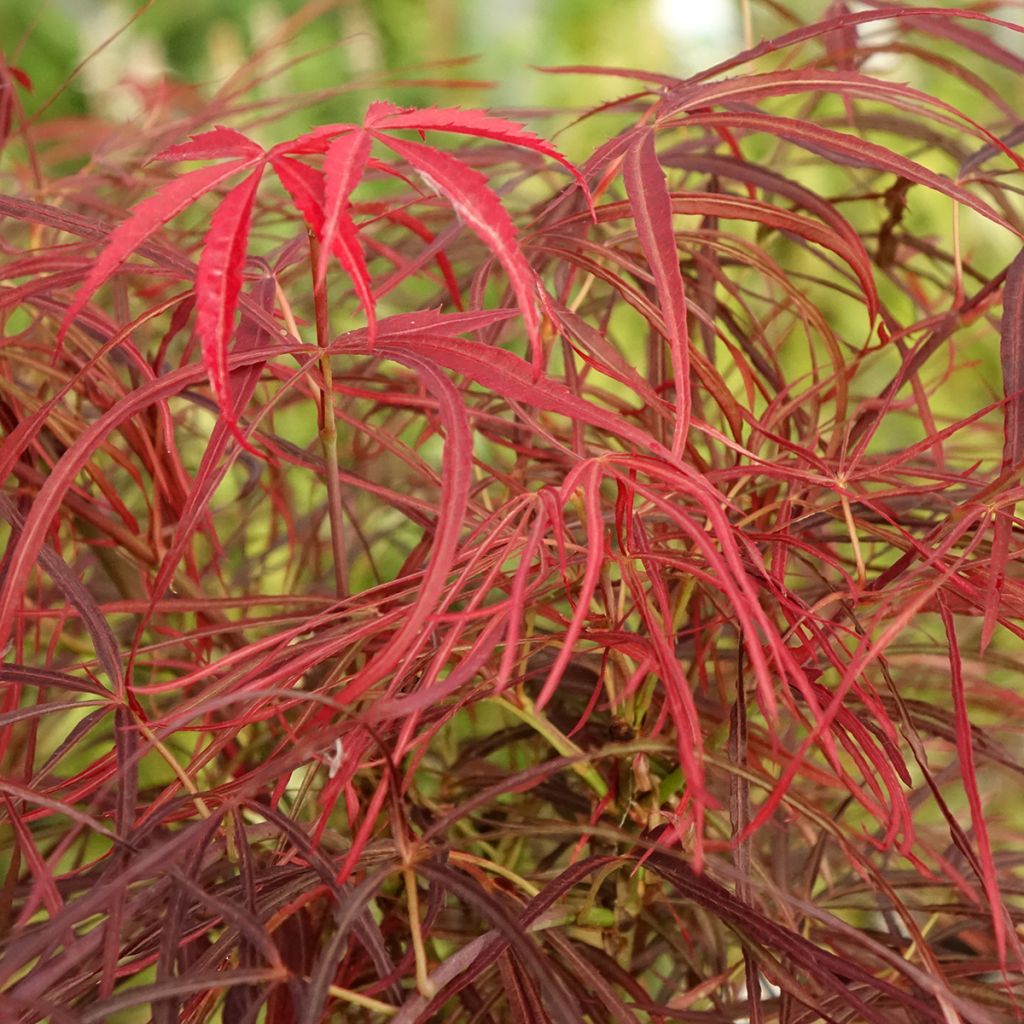 Acer palmatum Red Pygmy - Japanese Maple