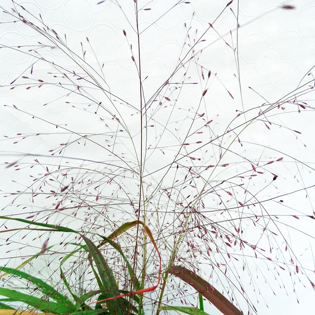 Eragrostis spectabilis