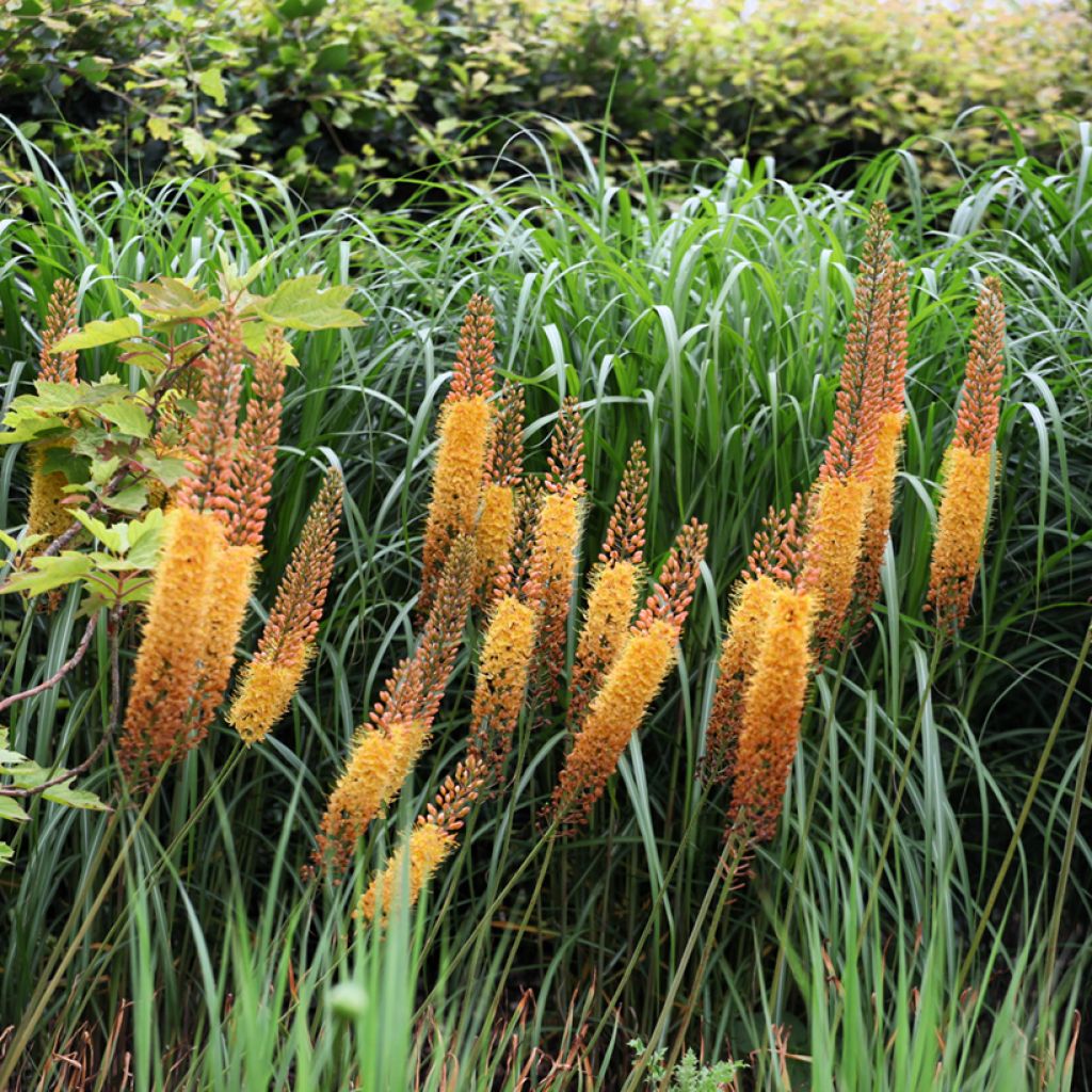 Eremurus isabellinus Cleopatra - Foxtail Lily