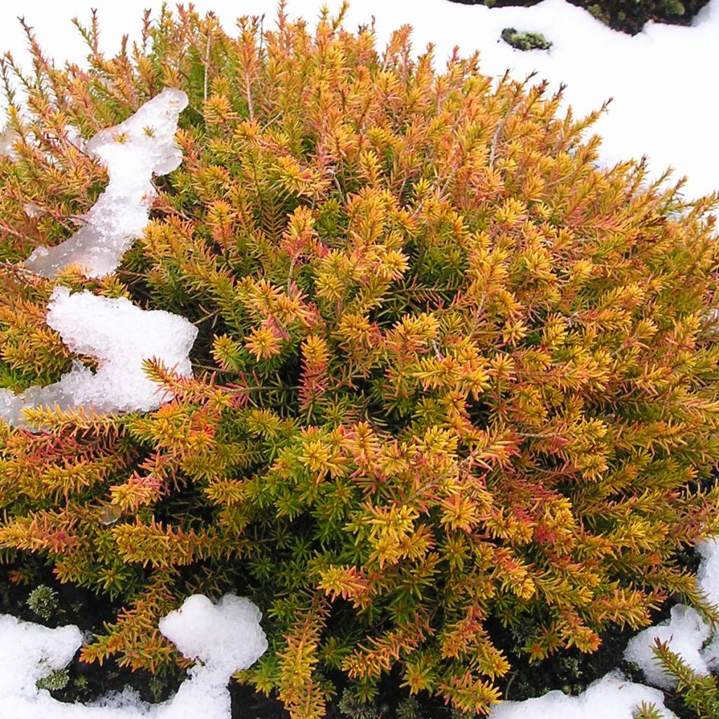 Snow heather - Erica carnea Golden Starlet