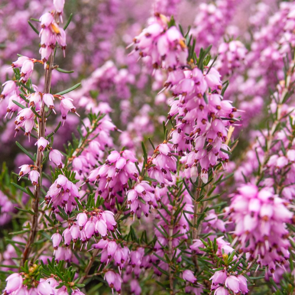 Erica terminalis - Corsican Heath
