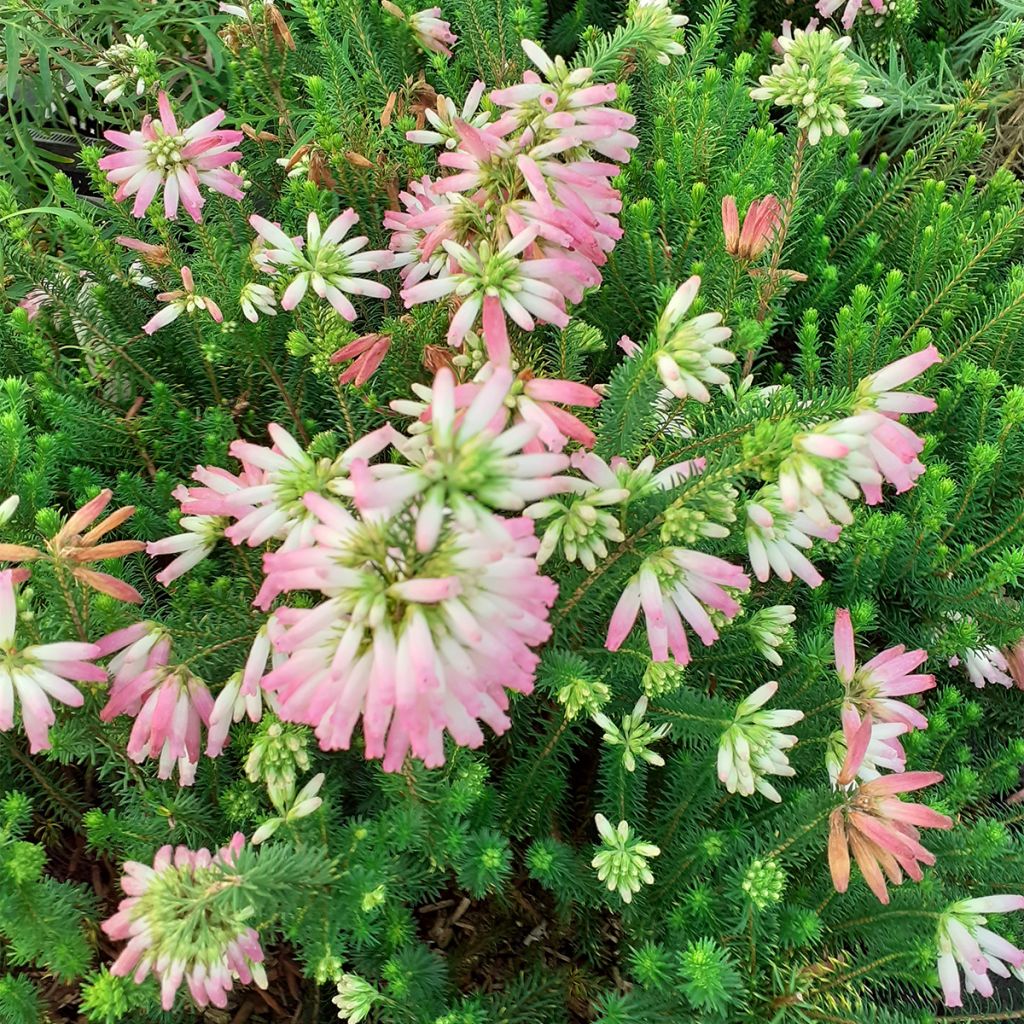 Erica verticillata - Cape Heath