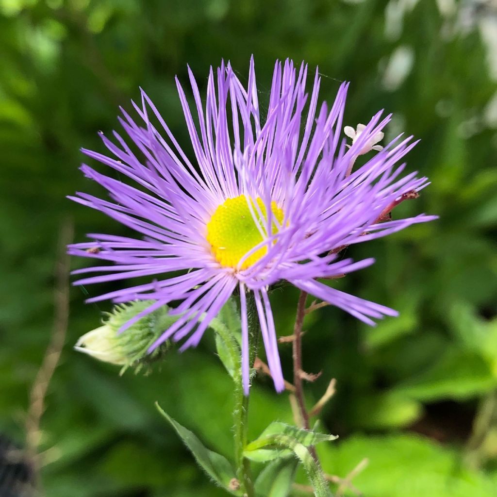 Erigeron Strahlenmeer