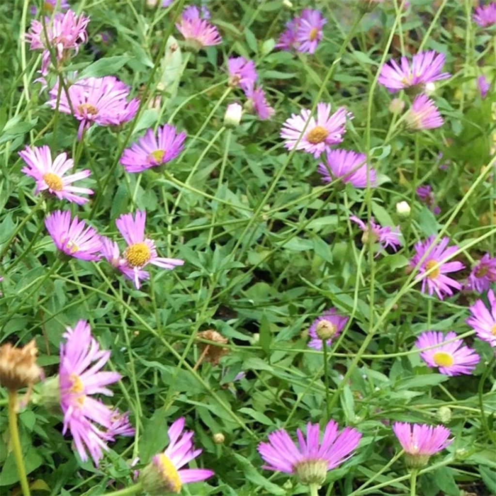 Erigeron karvinskianus Lavender Lady