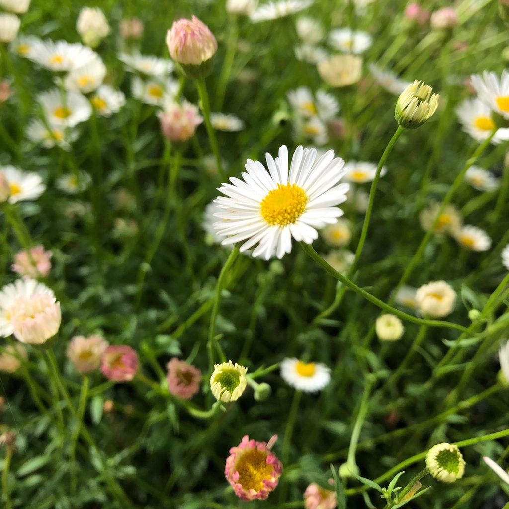 Erigeron karvinskianus
