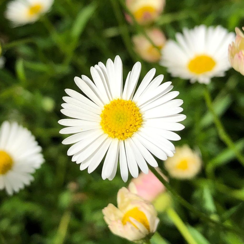 Erigeron karvinskianus