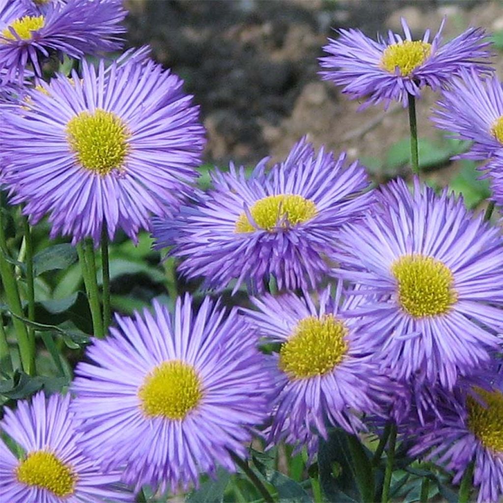 Erigeron speciosus Grandiflorus