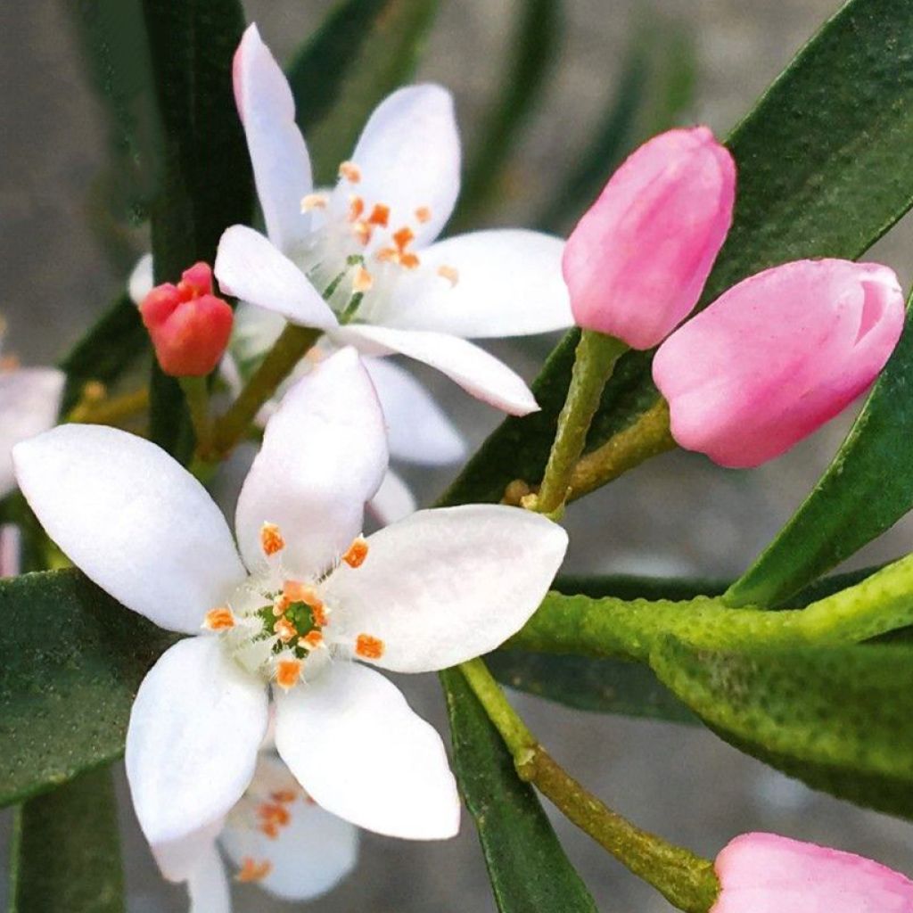 Philotheca myoporoides Flower Girl Pink - Eriostemon myoporoides