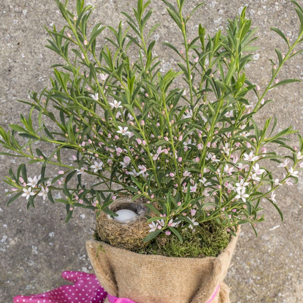 Philotheca myoporoides Flower Girl Pink - Eriostemon myoporoides