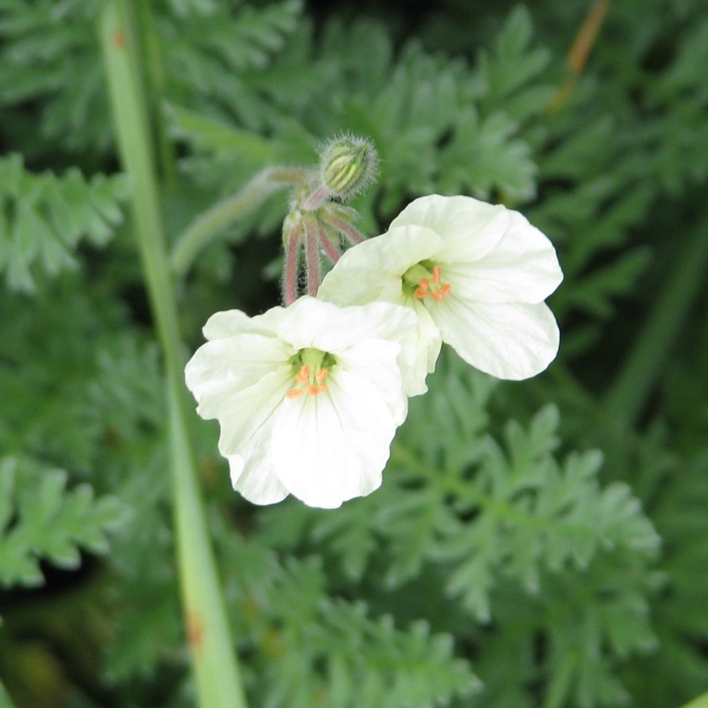 Erodium chrysanthum - Storksbill