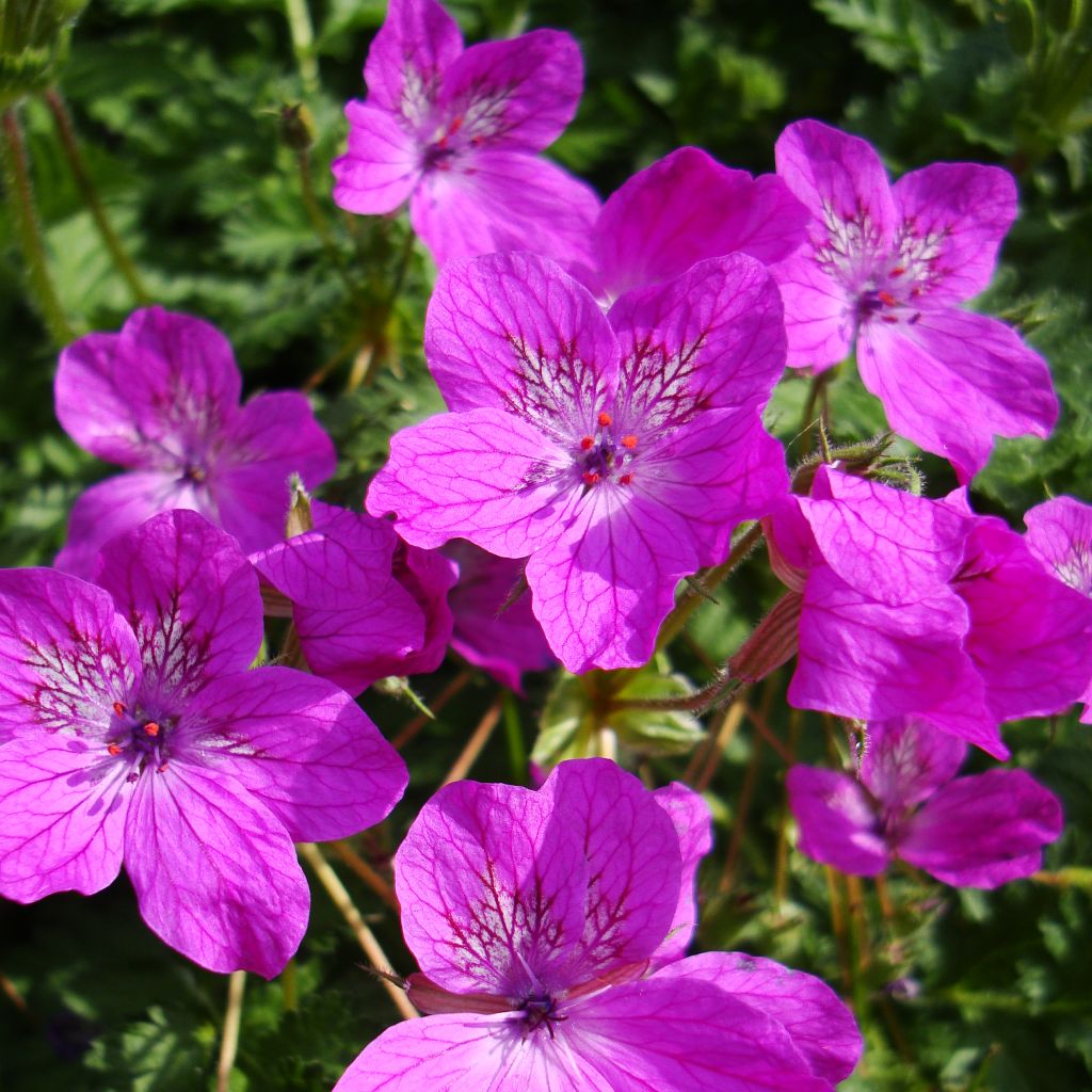 Erodium manescavii - Storksbill