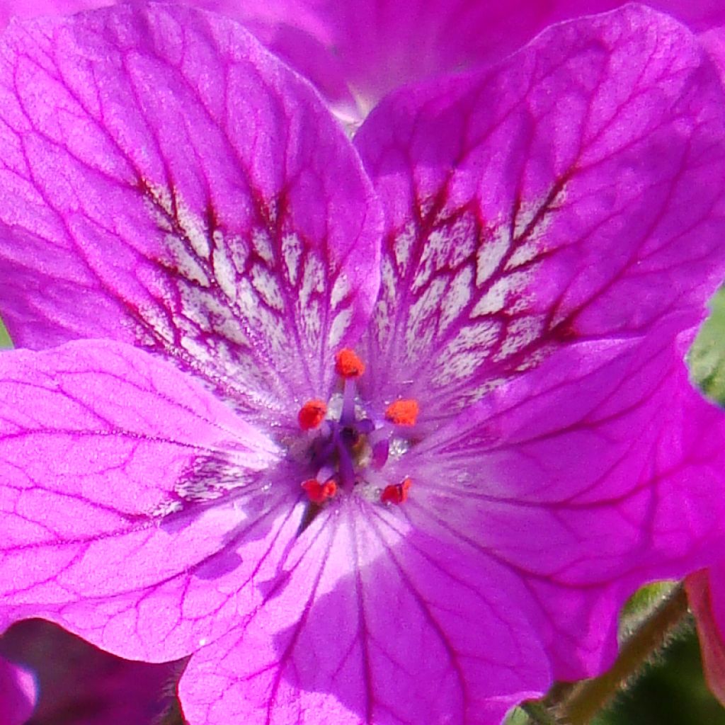 Erodium manescavii - Storksbill