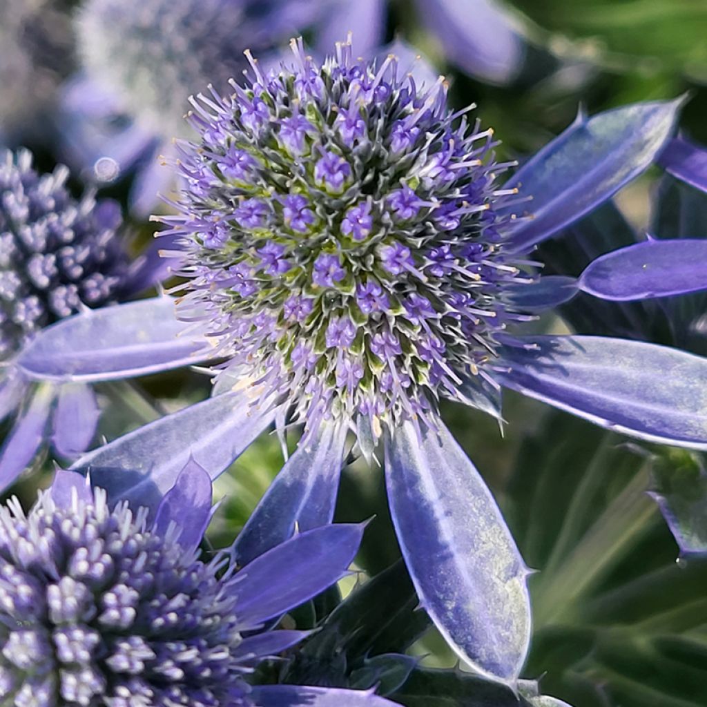 Eryngium planum Grumpy® - Flat Sea holly