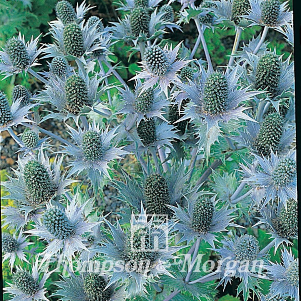 Seeds of Eryngium giganteum Miss Willmotts Ghost - Giant Sea Holly
