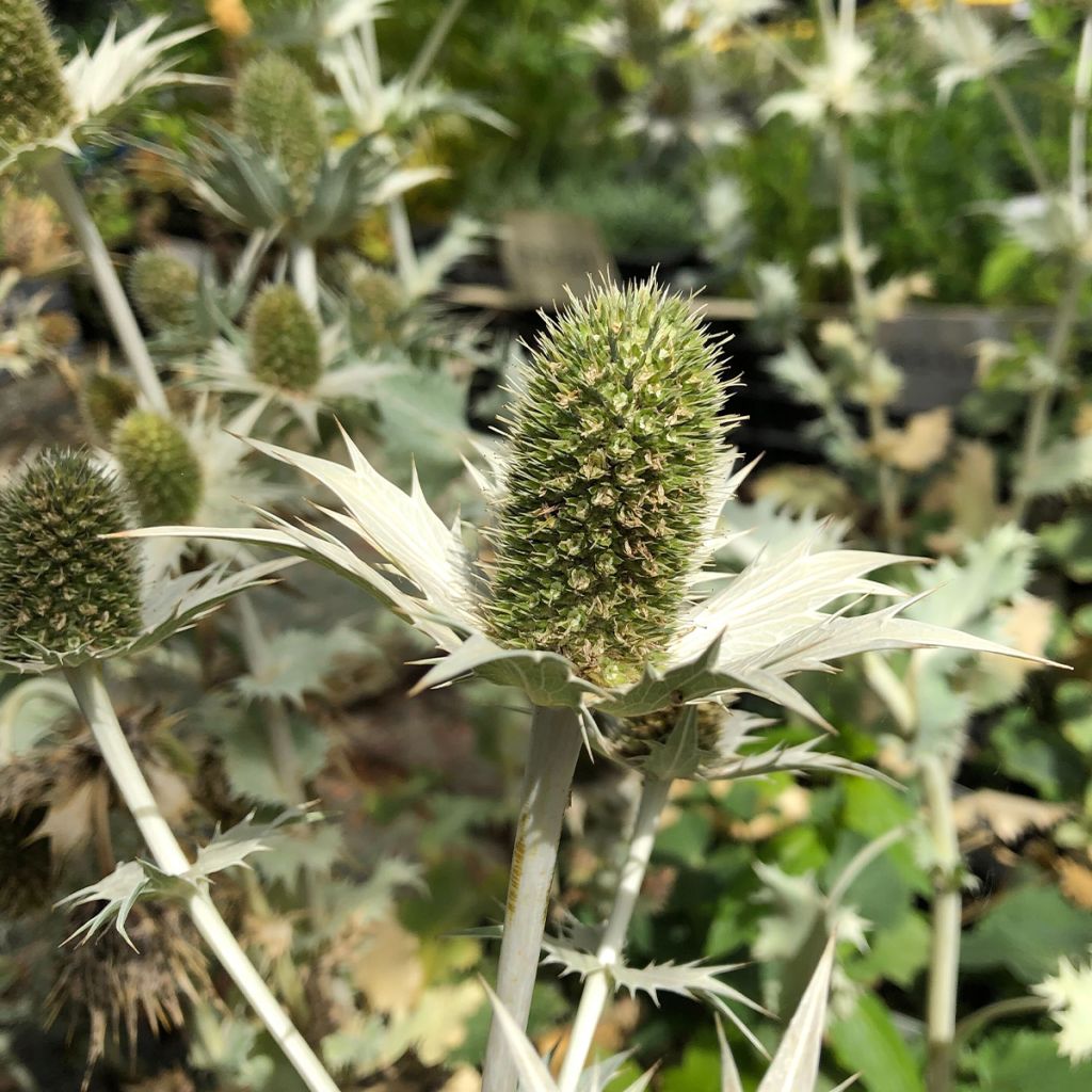 Eryngium giganteum