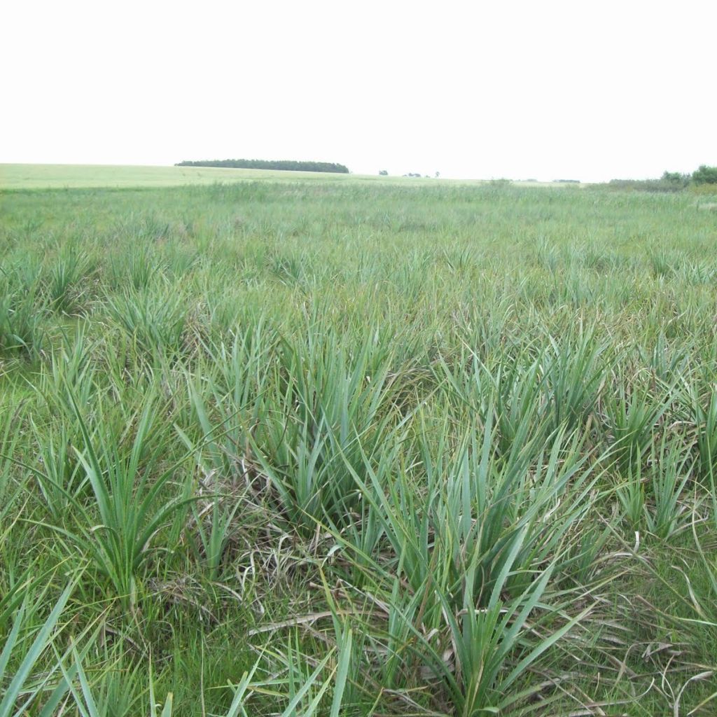 Eryngium pandanifolium