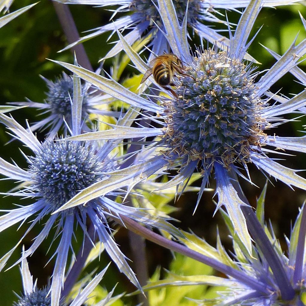 Eryngium planum Neptunes Gold