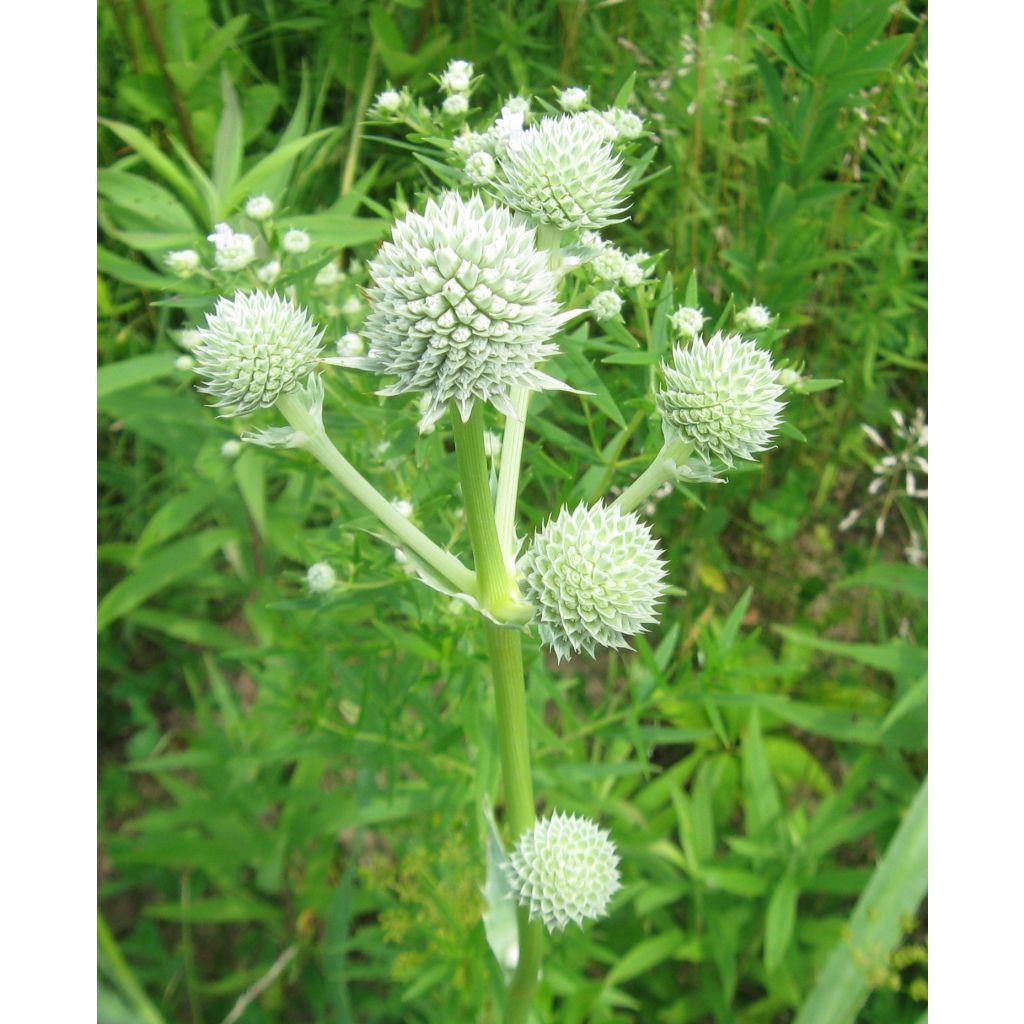 Eryngium yuccifolium