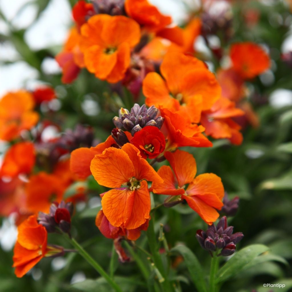 Erysimum cheiri Colour Vibe Orange - Perennial wallflower
