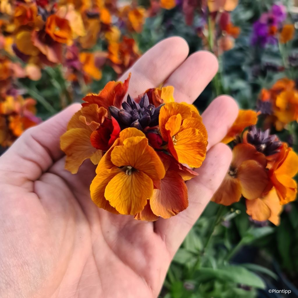 Erysimum cheiri Colour Vibe Orange - Perennial wallflower