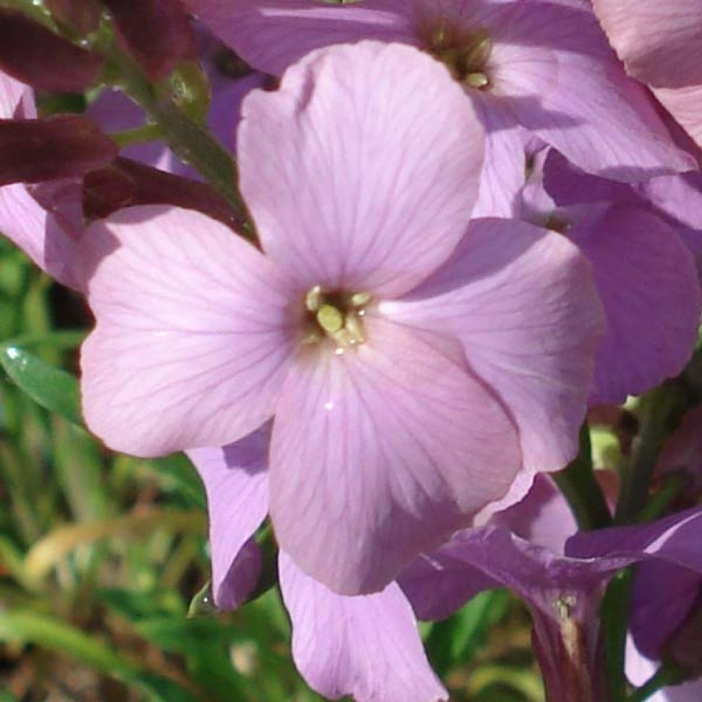 Erysimum Jenny Brook - Wallflower