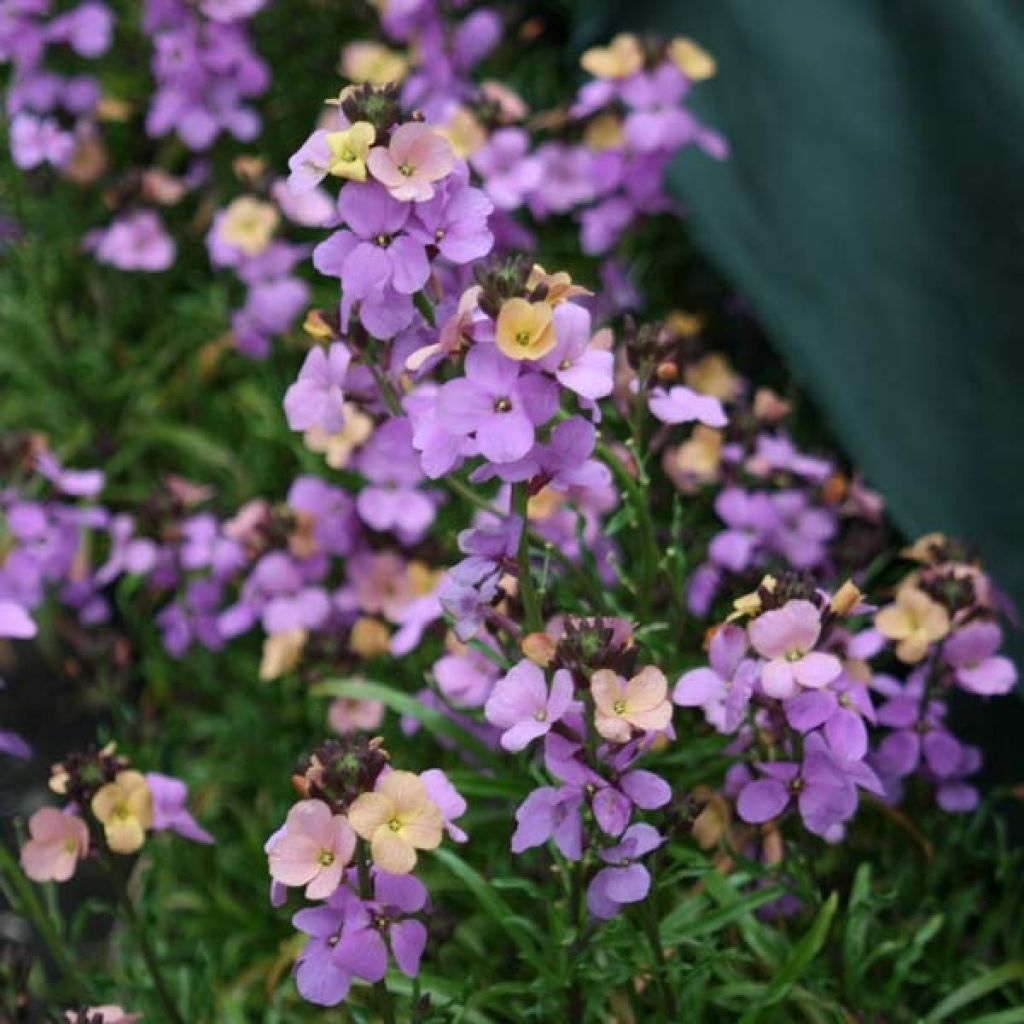 Erysimum Jenny Brook - Wallflower