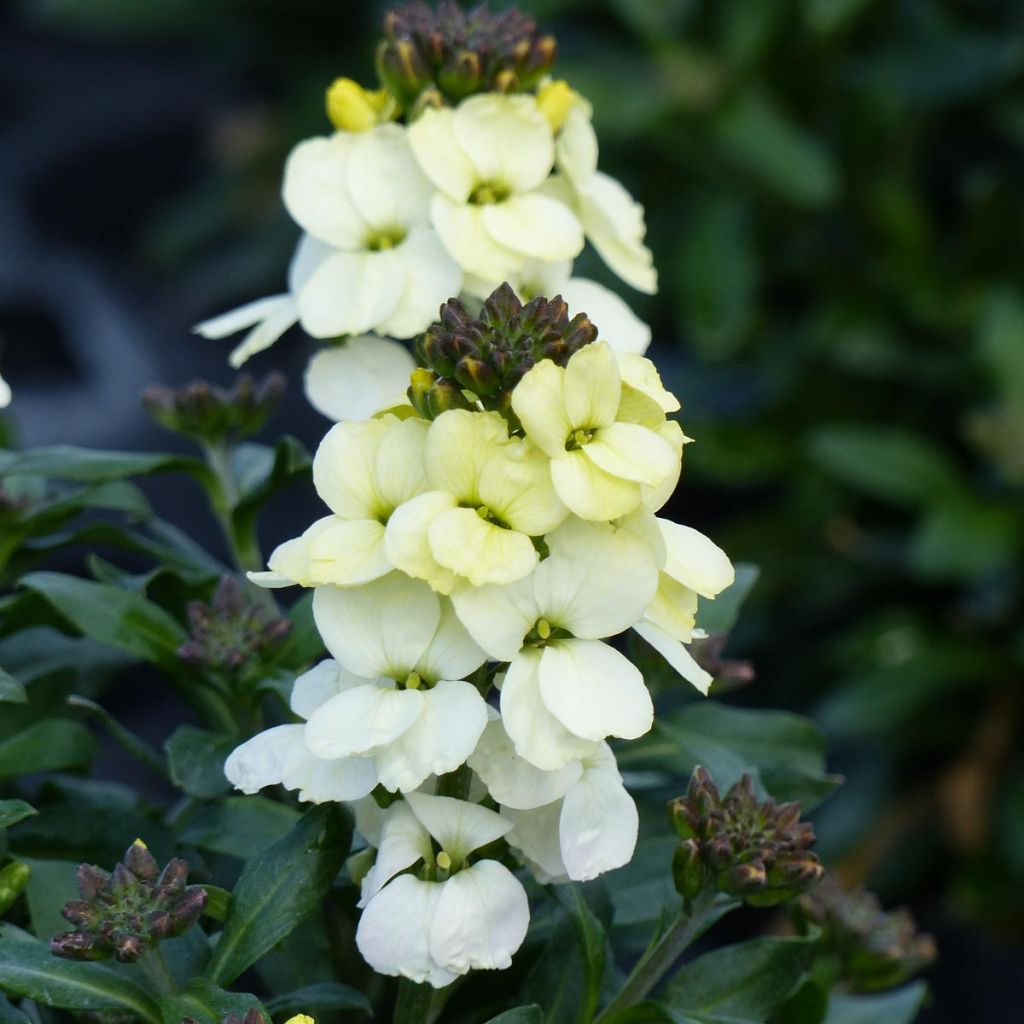 Erysimum Rysi Moon Plug Plant - Perennial Wallflower