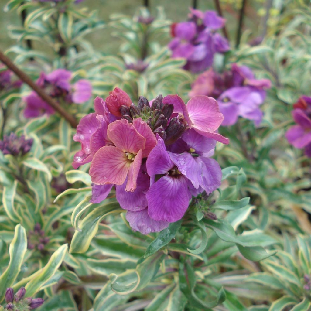 Erysimum linifolium Variegatum - Wallflower