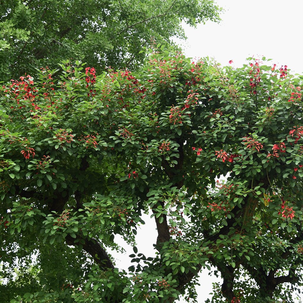 Erythrina crista-galli seeds - Cockspur coral tree