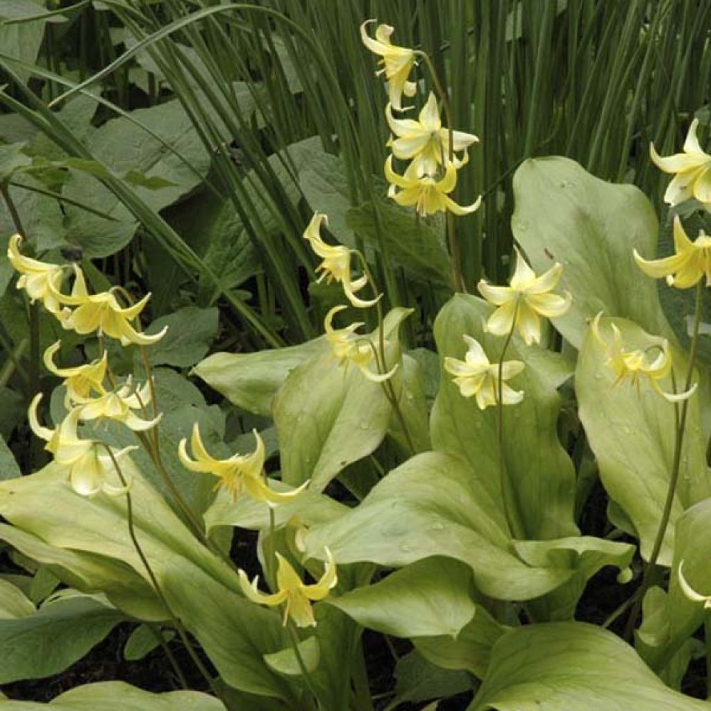 Erythronium tuolumnense Pagoda
