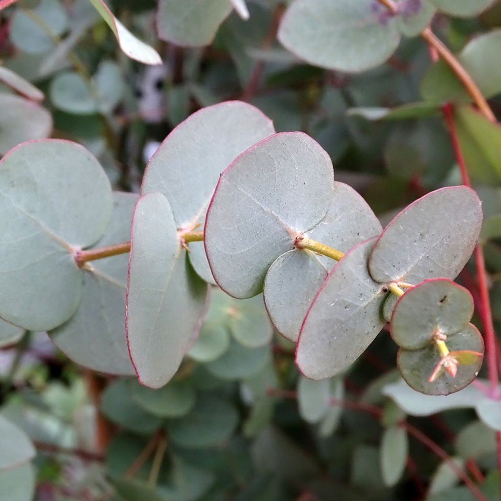 Eucalyptus pulverulenta Baby Blue (Little Boy Blue)