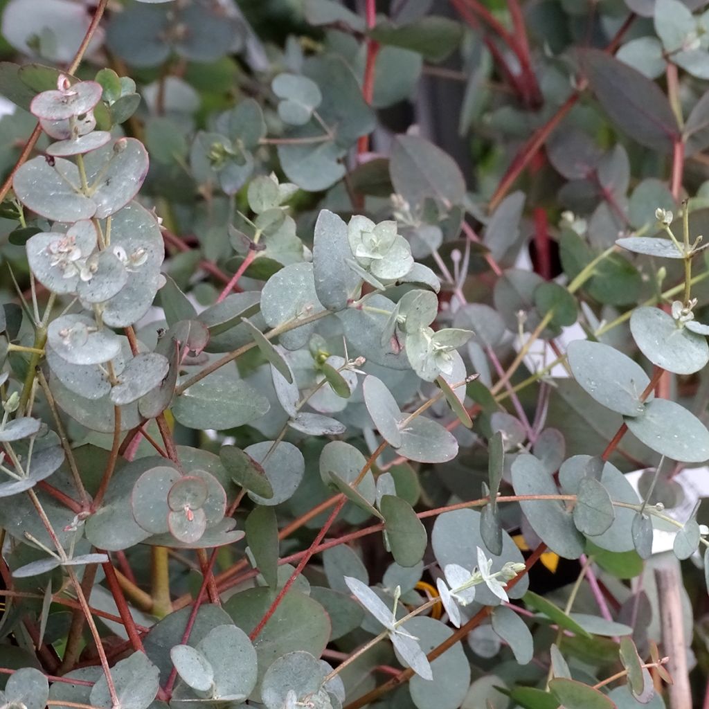 Eucalyptus pulverulenta Baby Blue (Little Boy Blue)