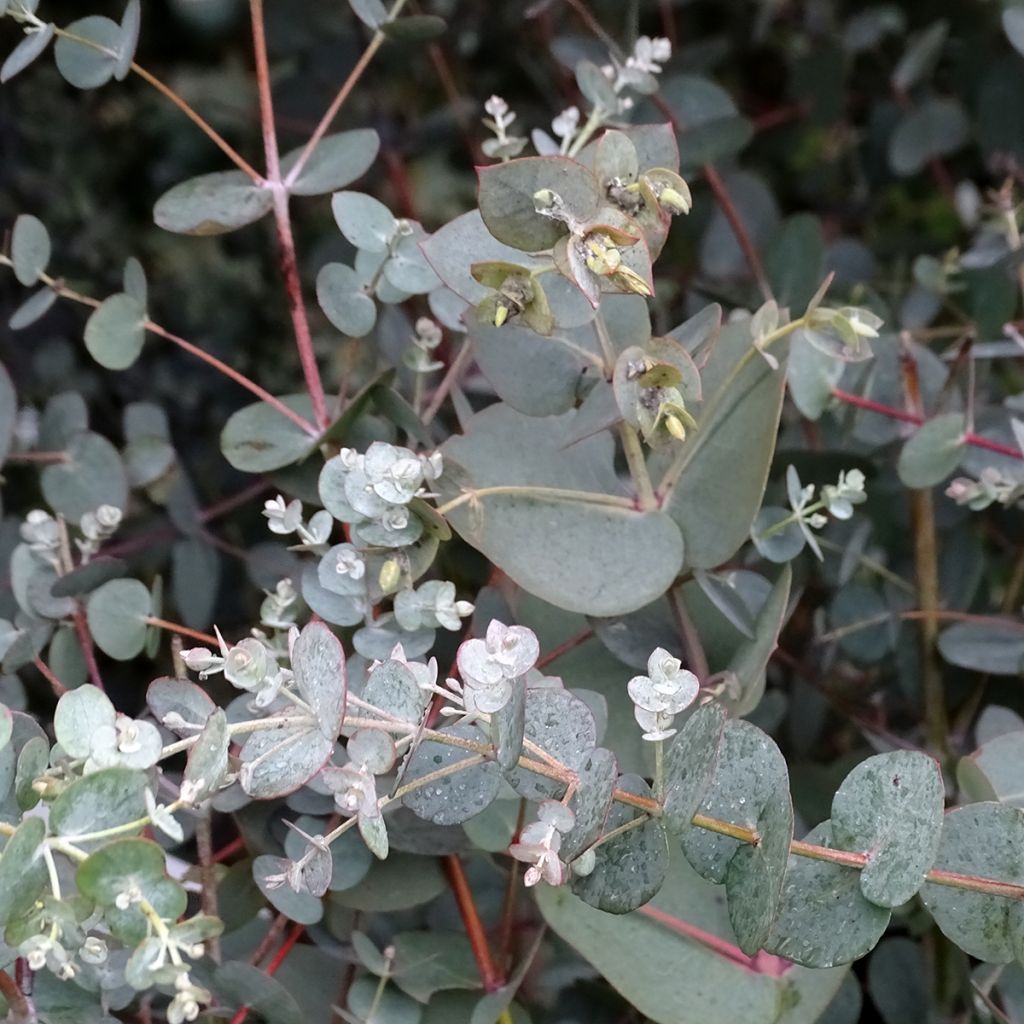 Eucalyptus pulverulenta Baby Blue (Little Boy Blue)