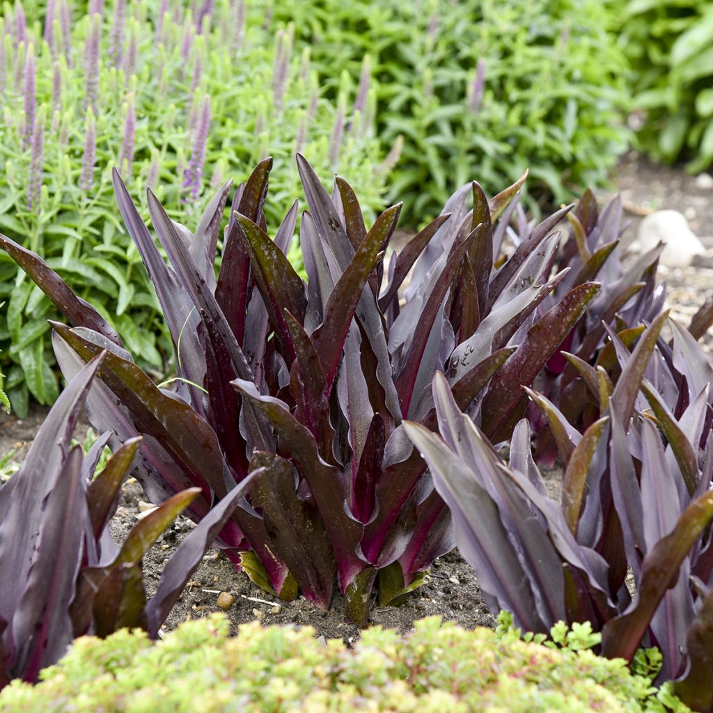 Eucomis Purple Reign® - Pineapple lily
