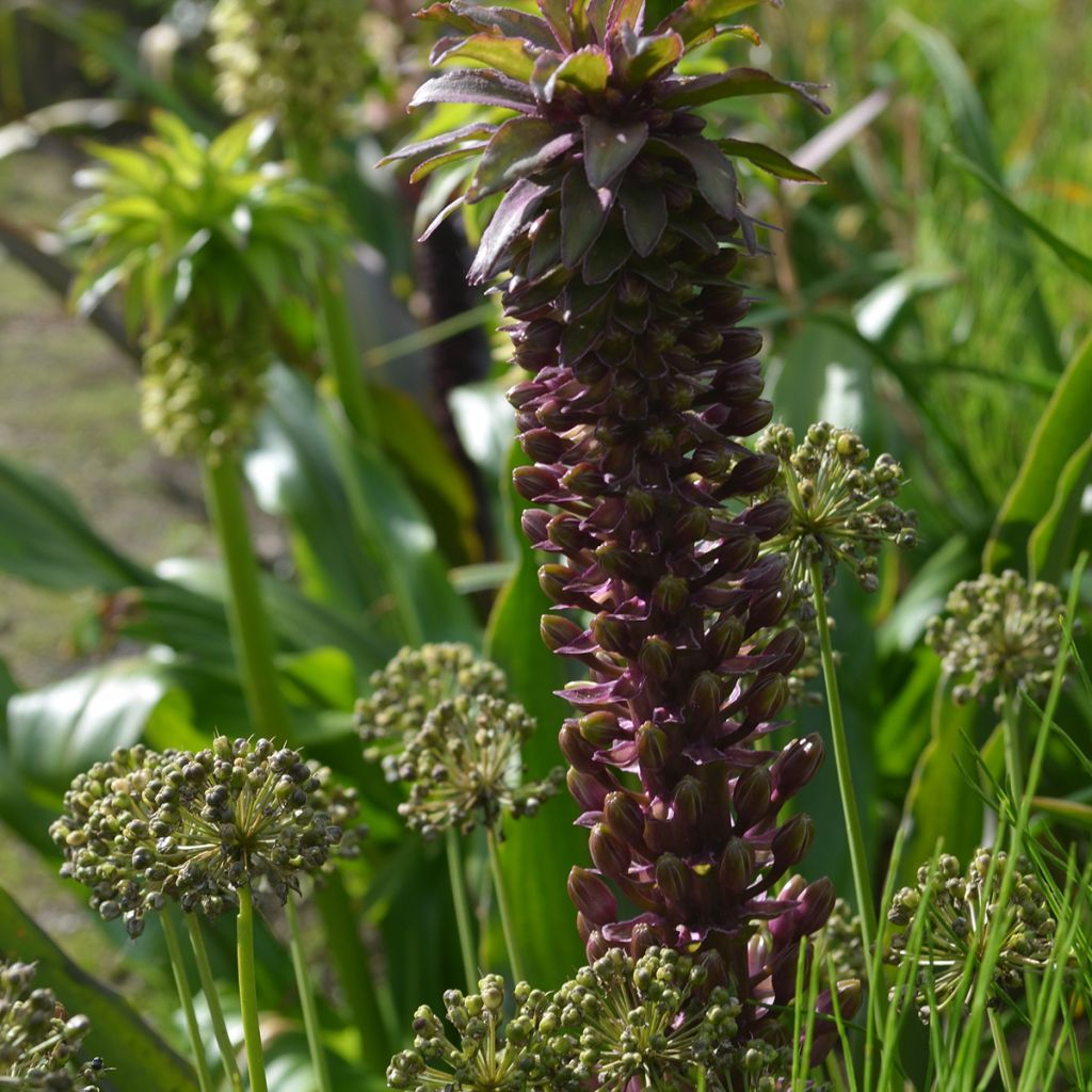 Eucomis comosa Indian Summer - Pineapple lily